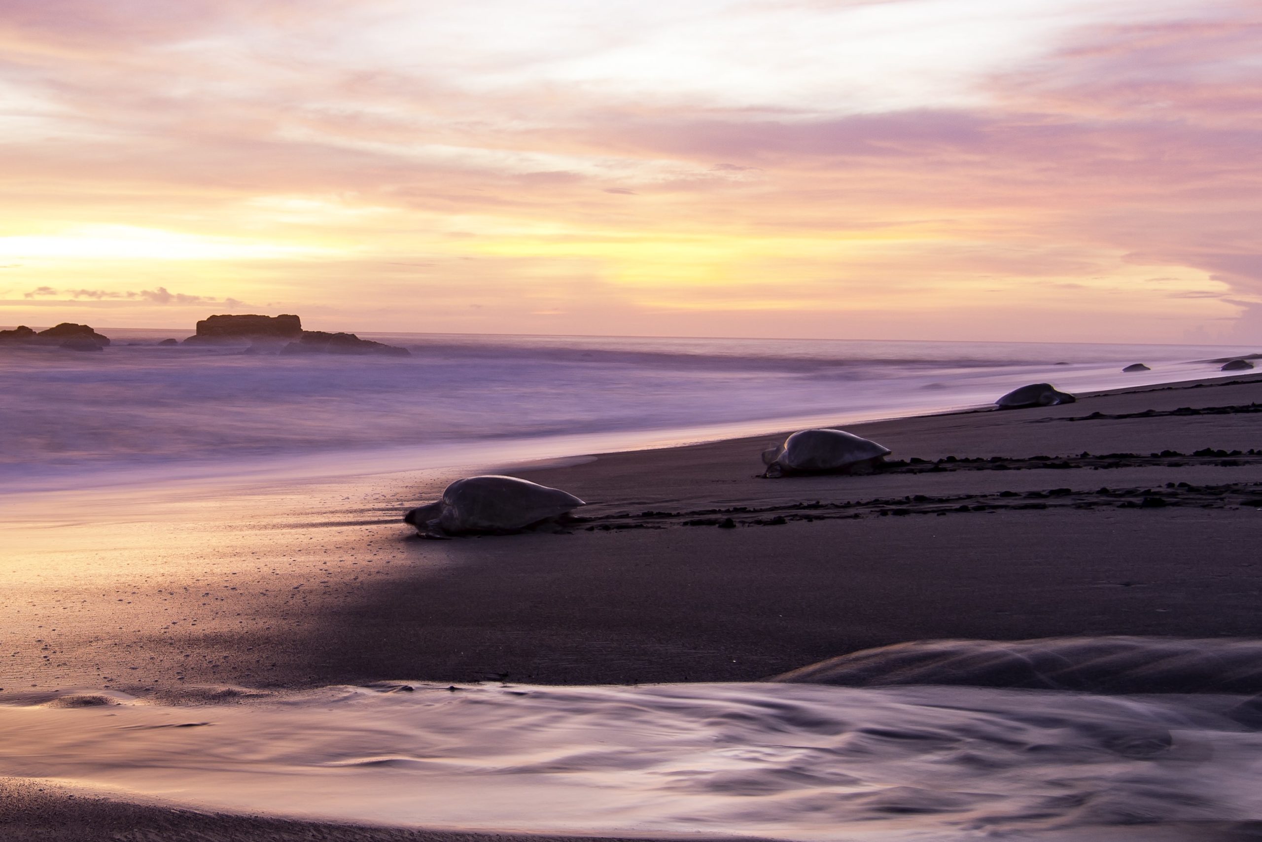 Playa Ostional Surfing