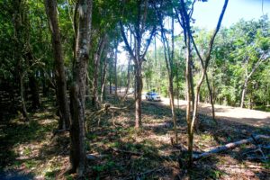 Lot 15 Phase A