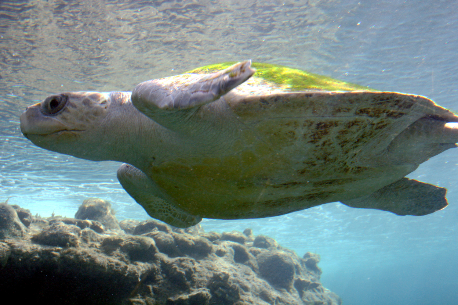 Ostional Turtle Season