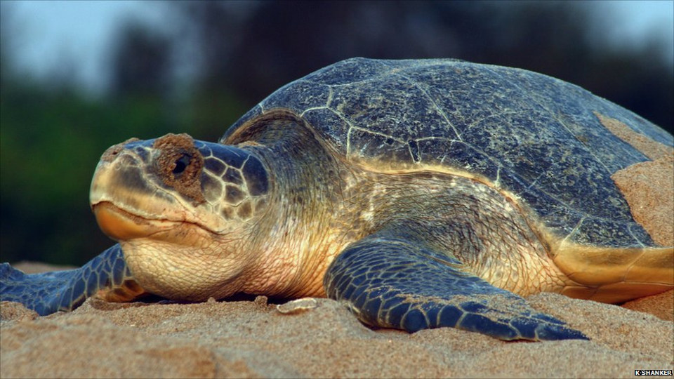 Turtles Ostional Beach Costa Rica