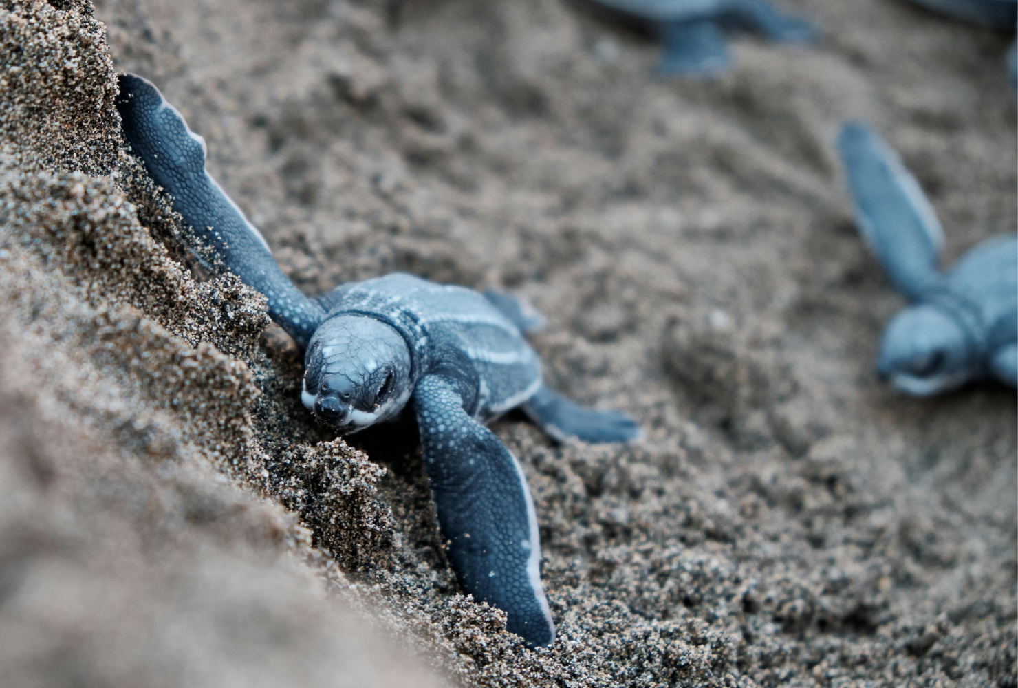 Ostional Turtle Season