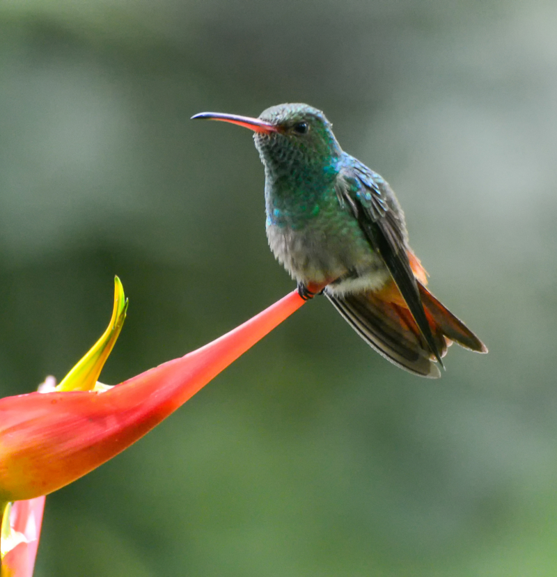 Sustainable Development at Guanavista